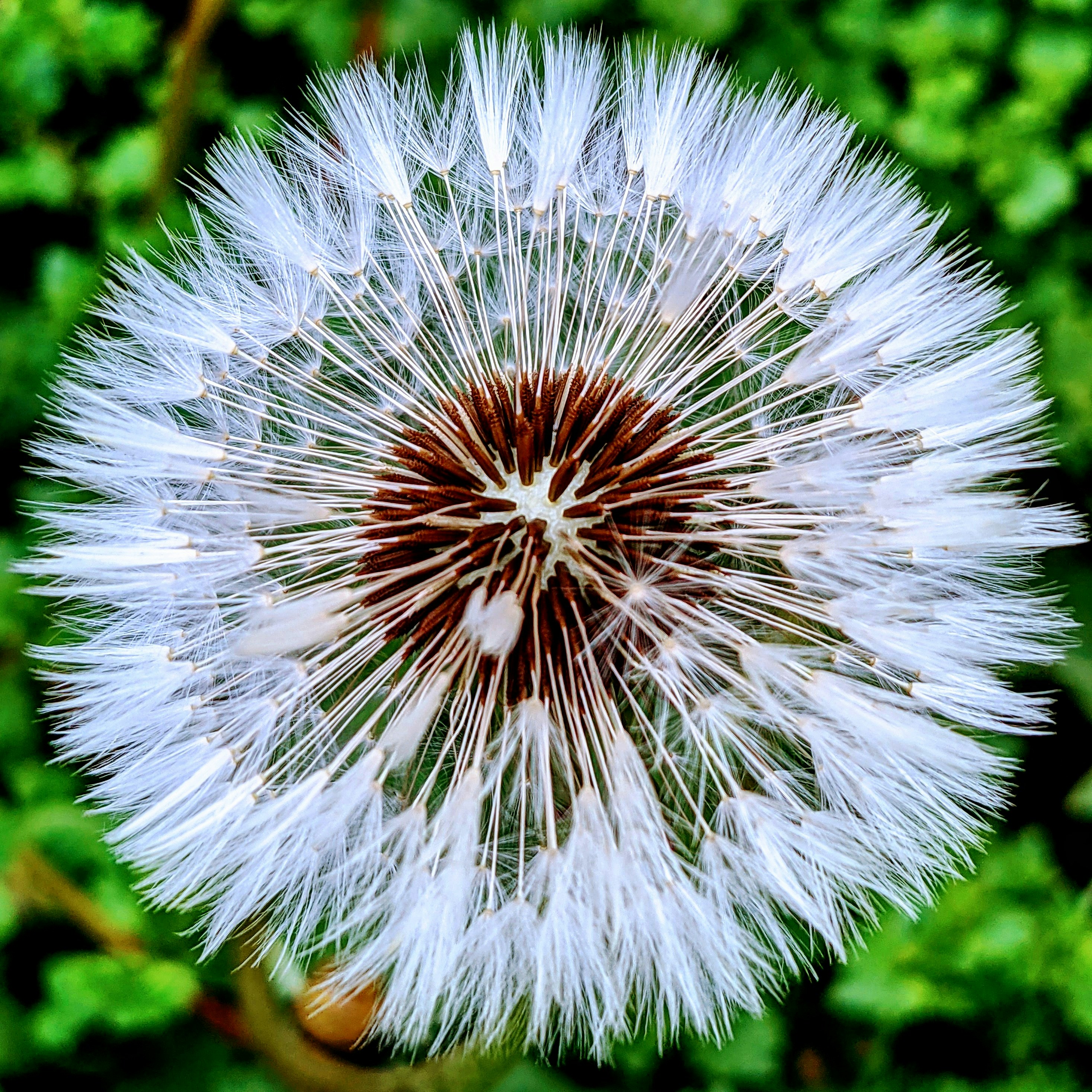 クローズ アップ写真で白いタンポポの写真 Unsplashで見つけるドイツの無料写真