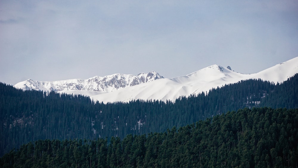Grüne Kiefern in der Nähe des schneebedeckten Berges während des Tages