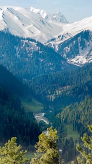 green trees on mountain during daytime