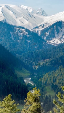 green trees on mountain during daytime