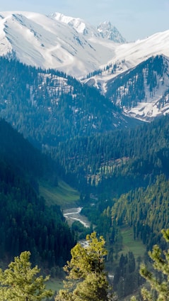 green trees on mountain during daytime