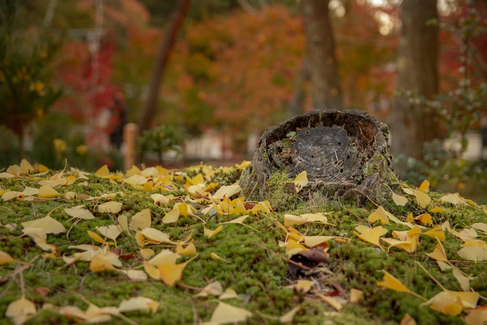 green and yellow leaves on ground