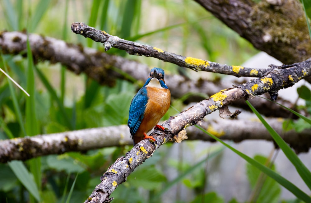 pájaro azul y marrón en la rama marrón del árbol durante el día