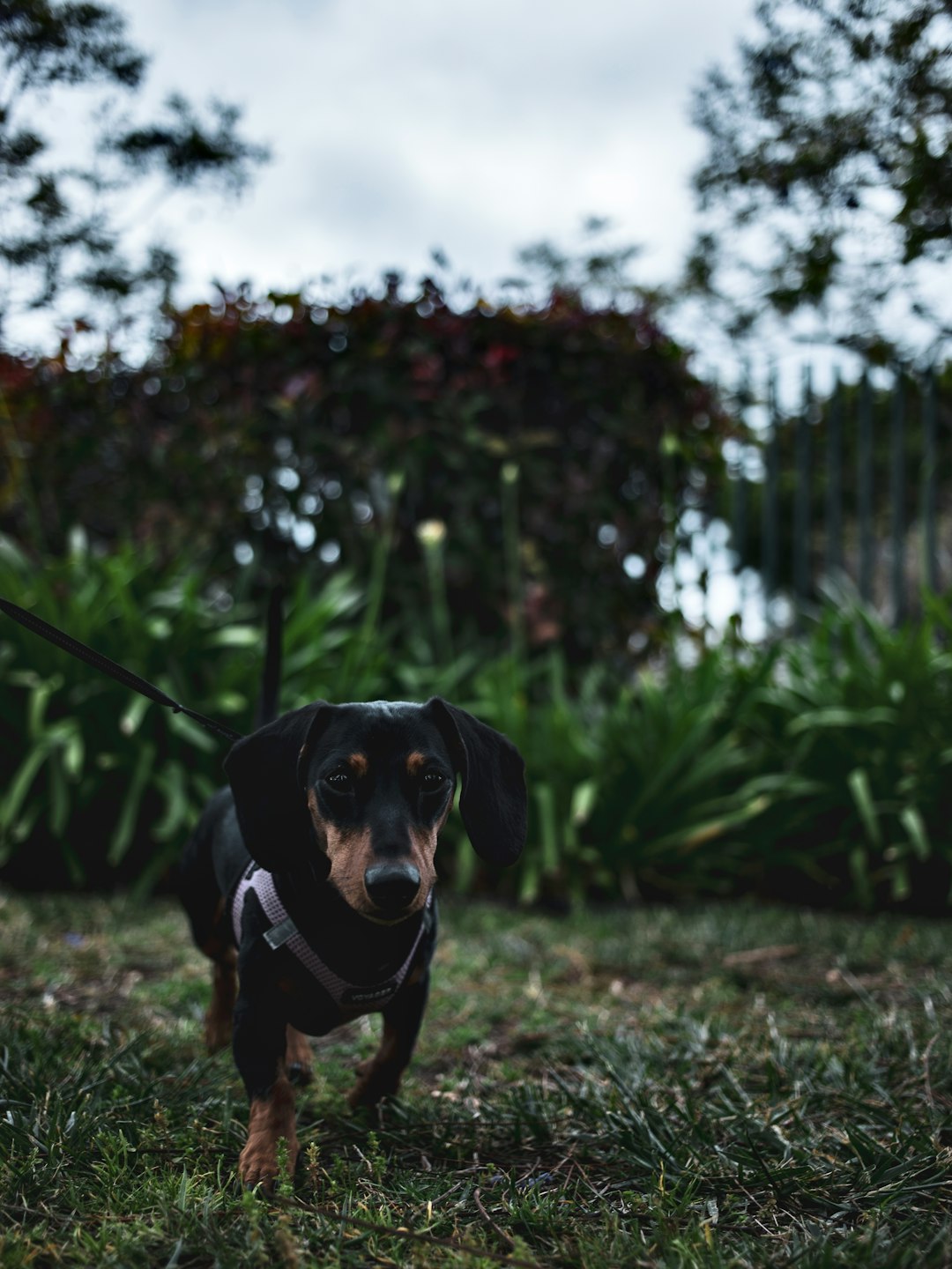 black and brown short coated dog on green grass field during daytime