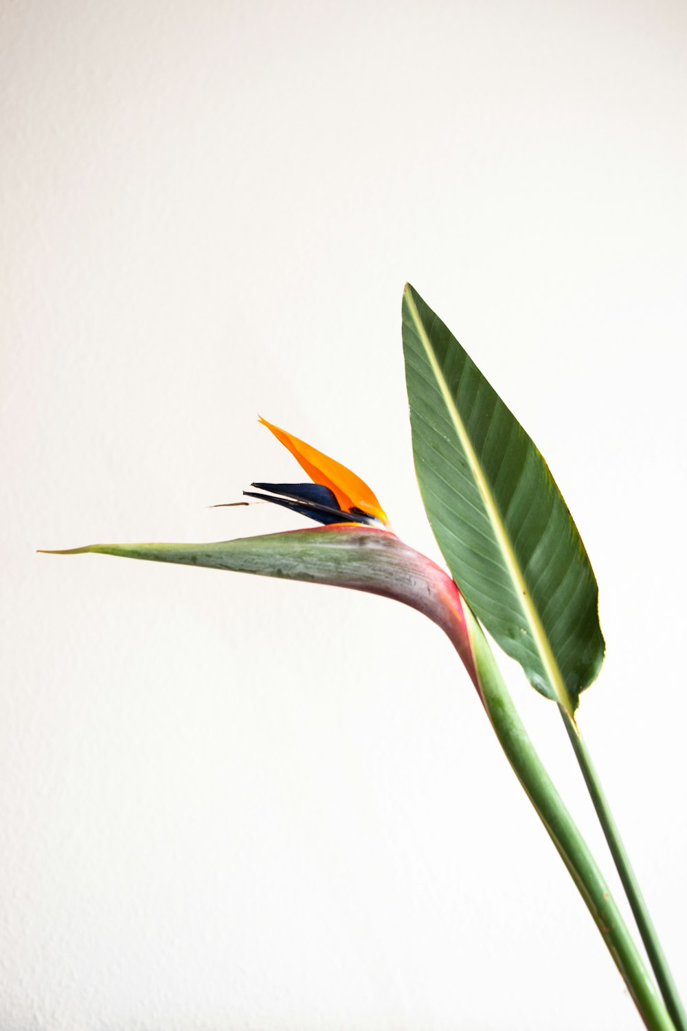 orange and blue bird on green leaf