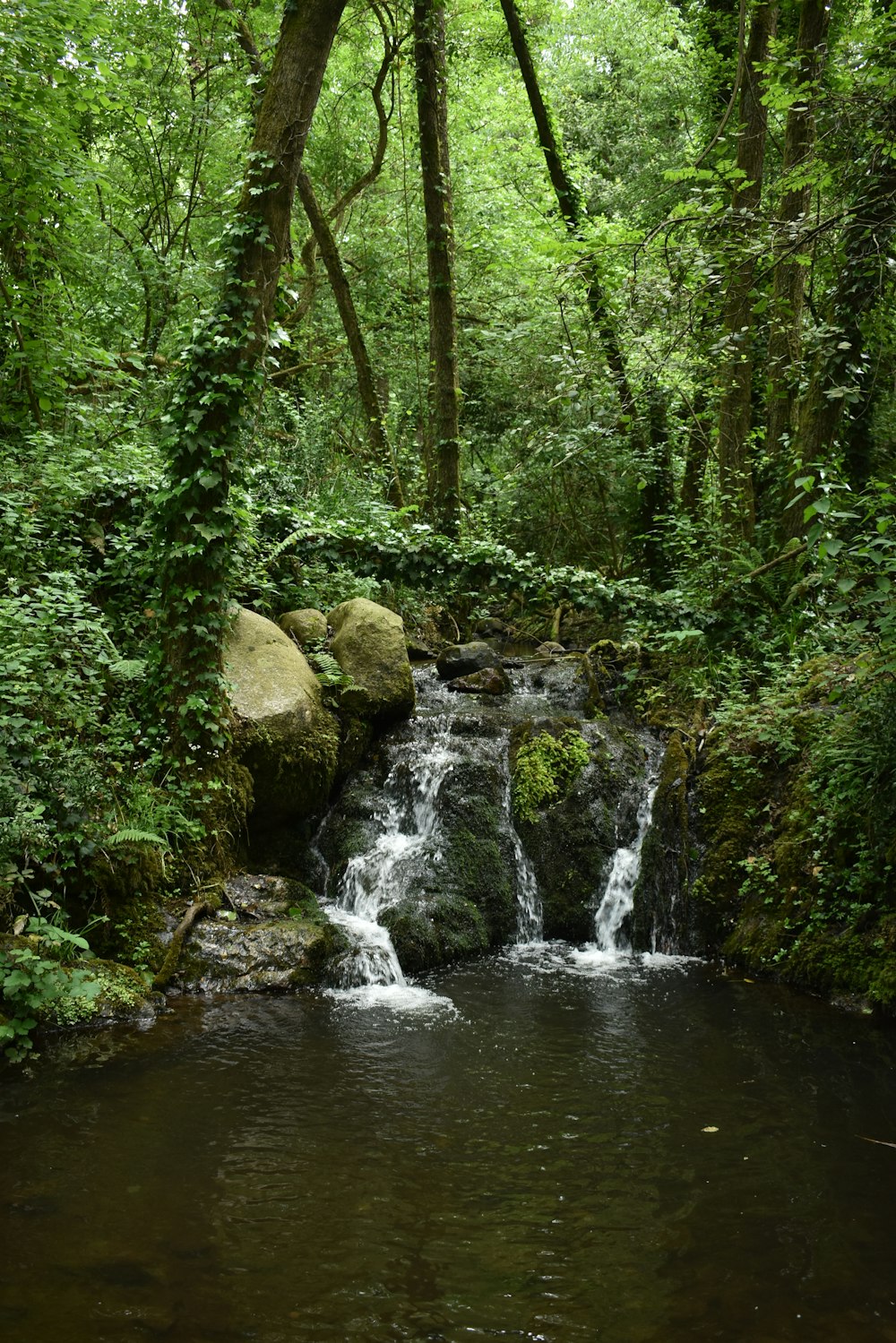 green trees beside river during daytime