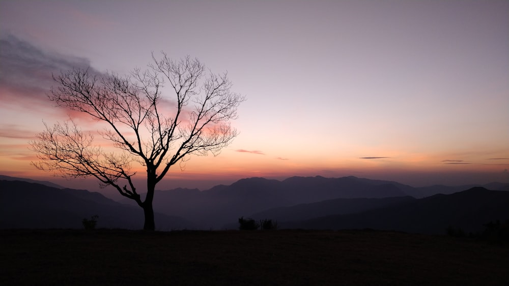 bare tree on green grass field during sunset