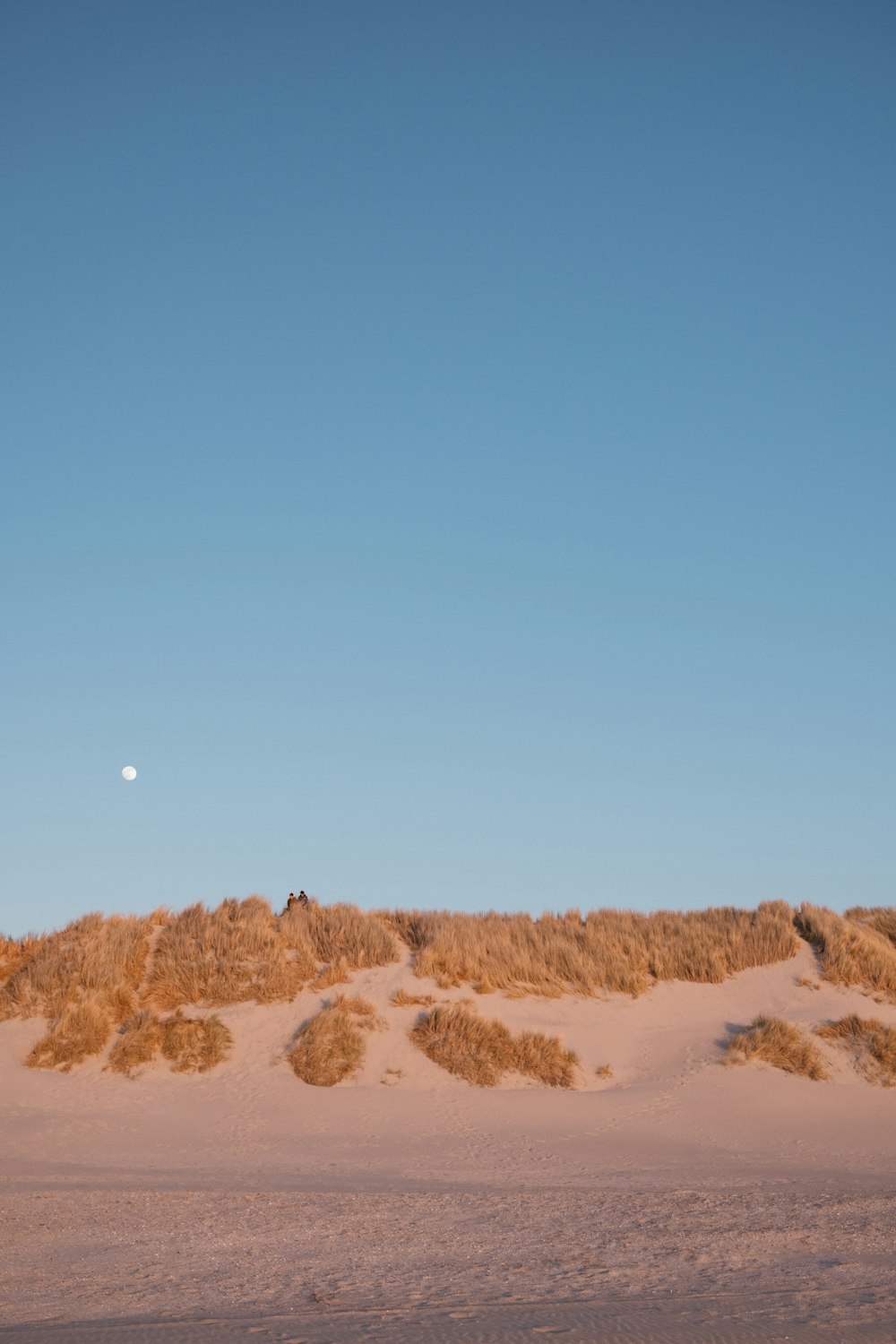 brown field under blue sky during daytime