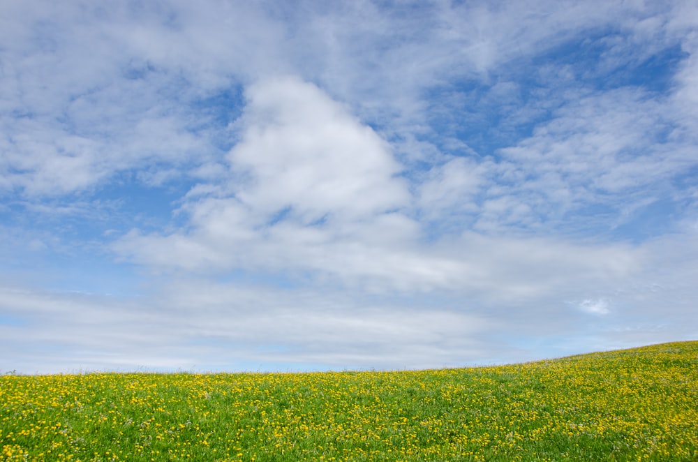 green grass field under white clouds and blue sky during daytime