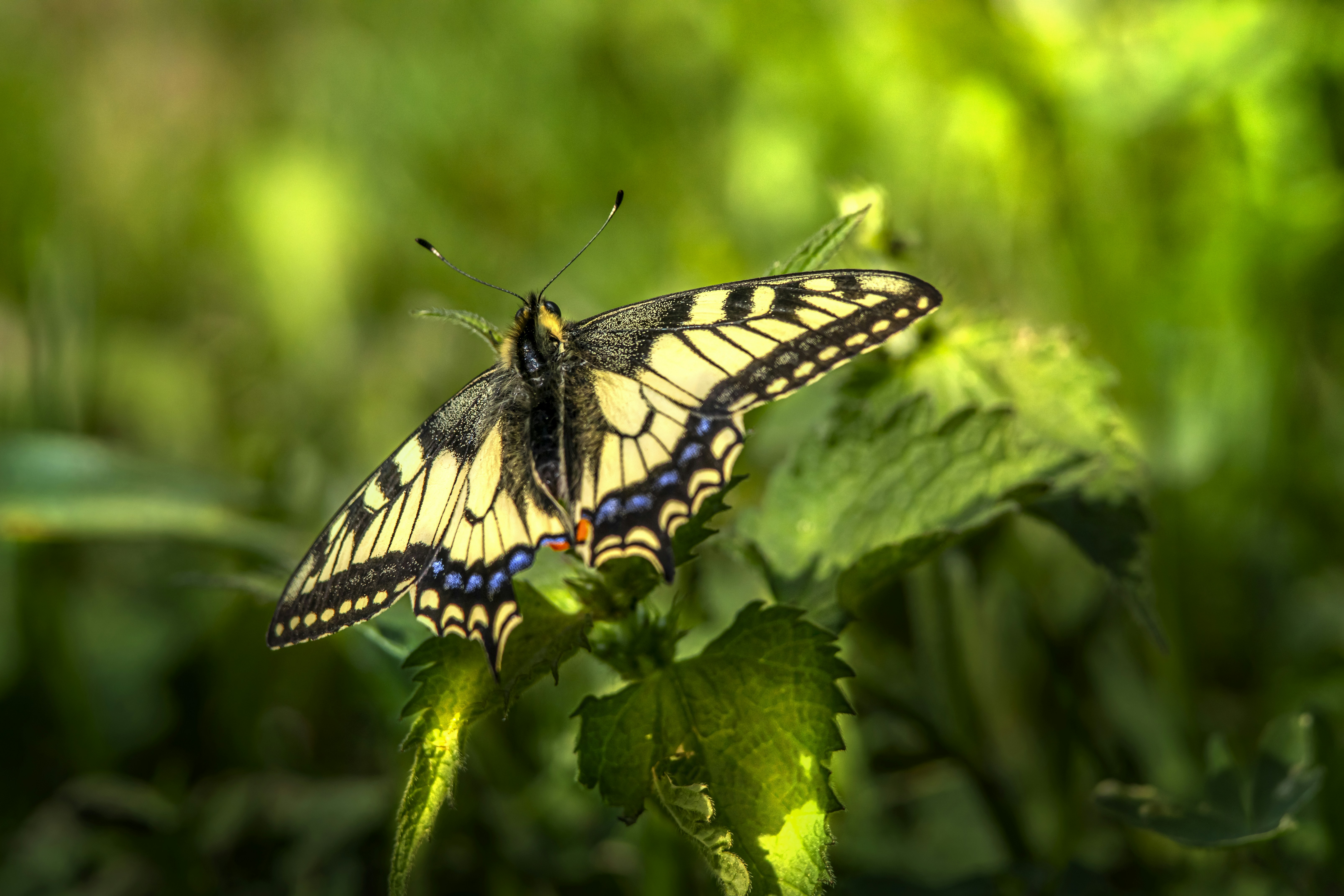 Photo by erik_karits