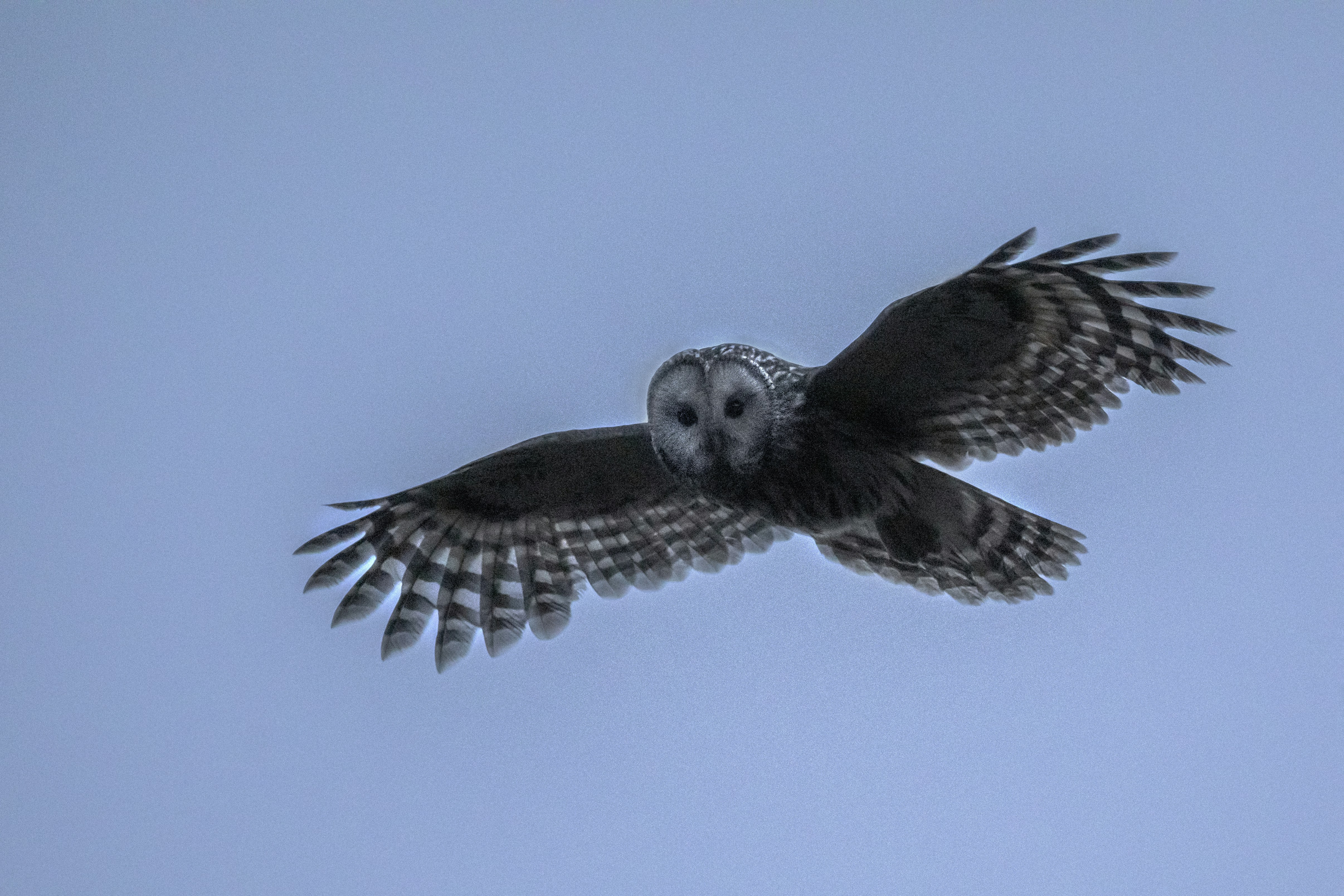 白フクロウと黒フクロウが昼間を飛ぶの写真 – Unsplashの動物の無料画像