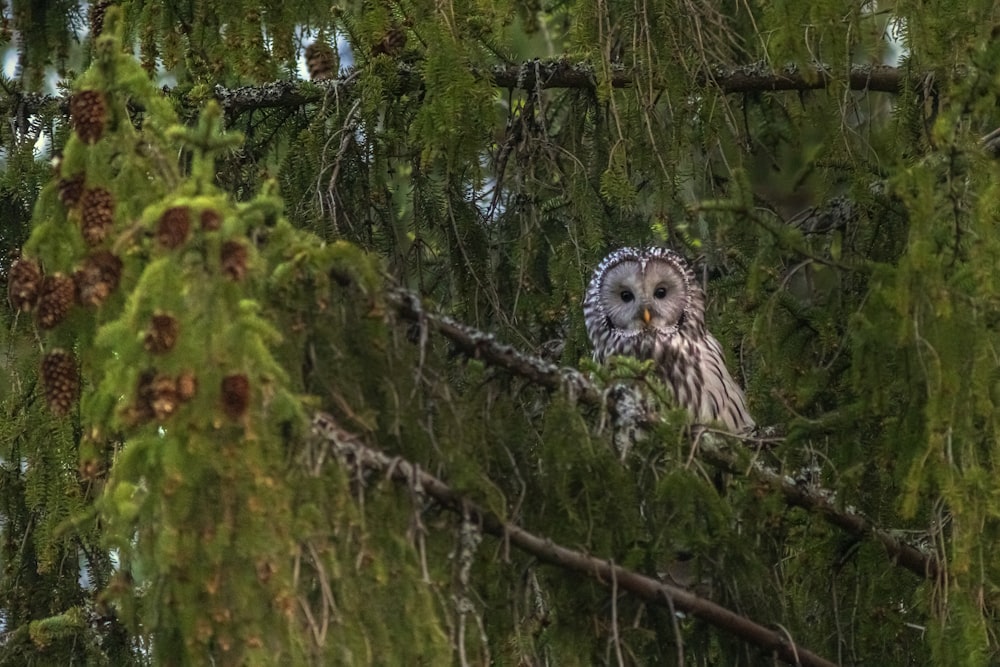 owl perched on tree branch during daytime