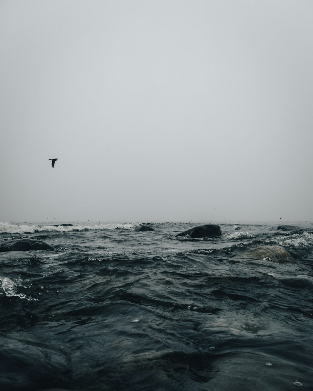 bird flying over the sea during daytime