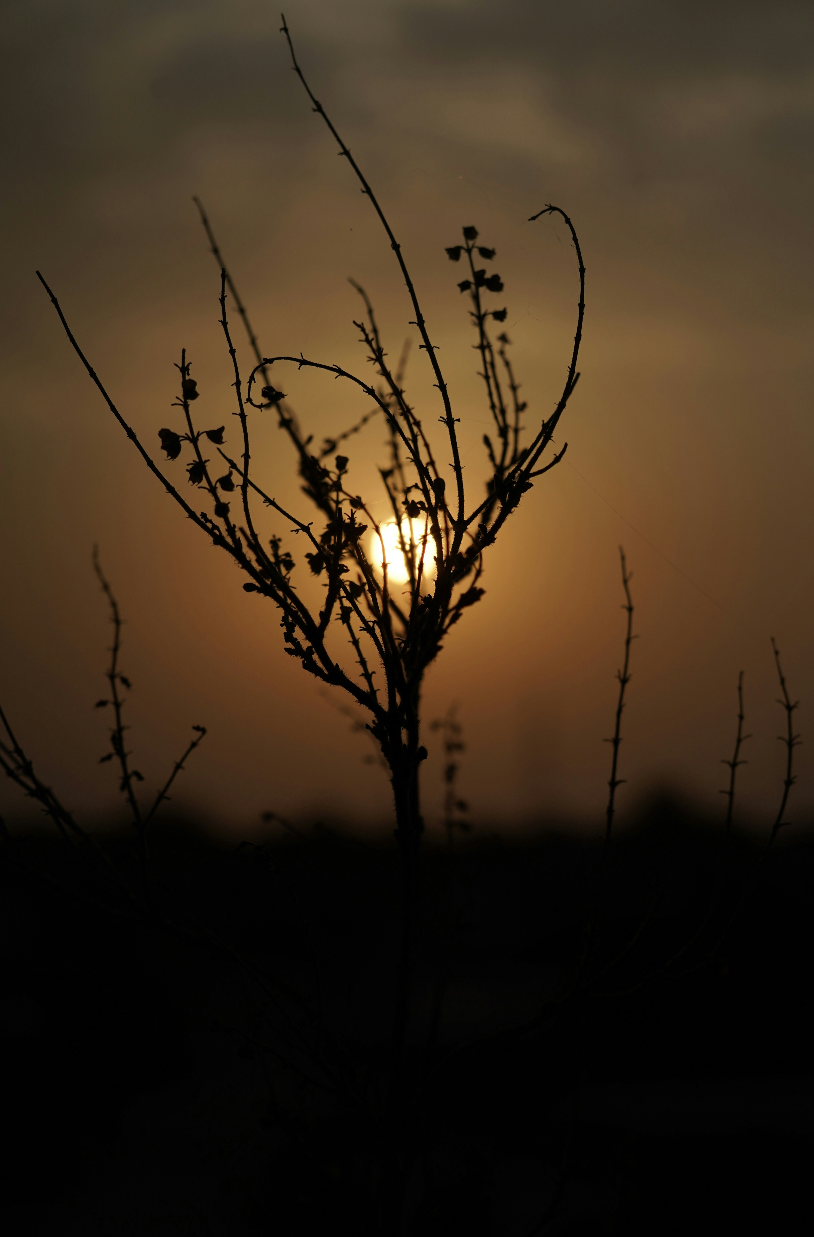 Photo by shyammishra94