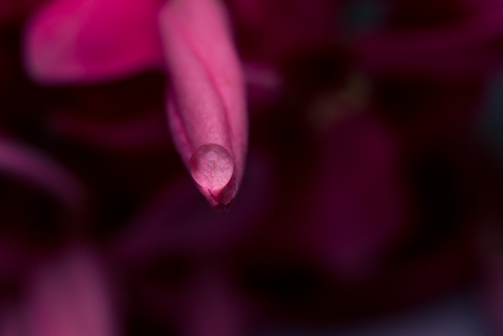 Lila Blume in Makroaufnahme