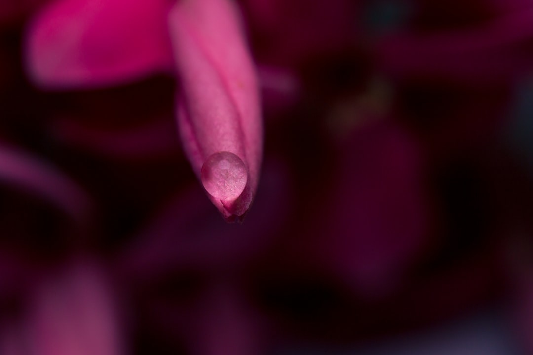 purple flower in macro shot