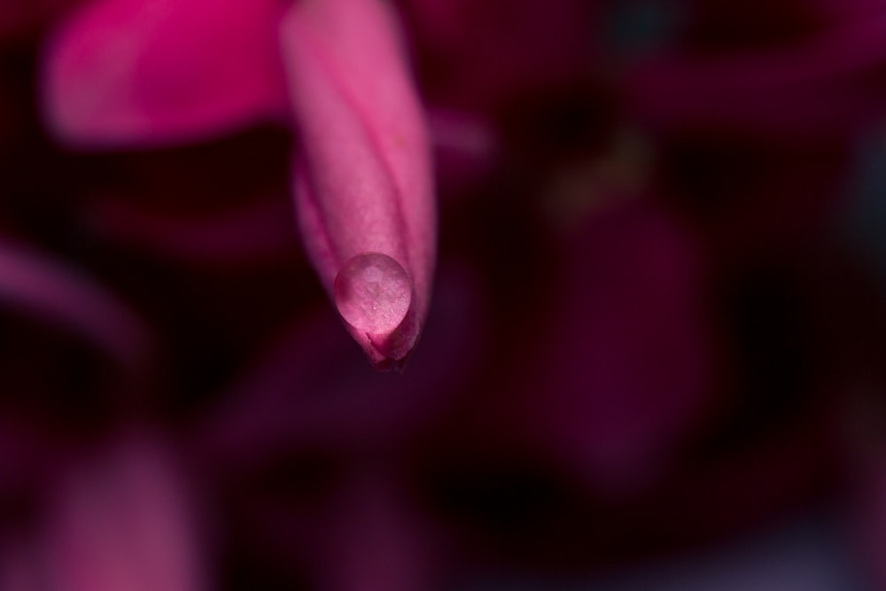 purple flower in macro shot