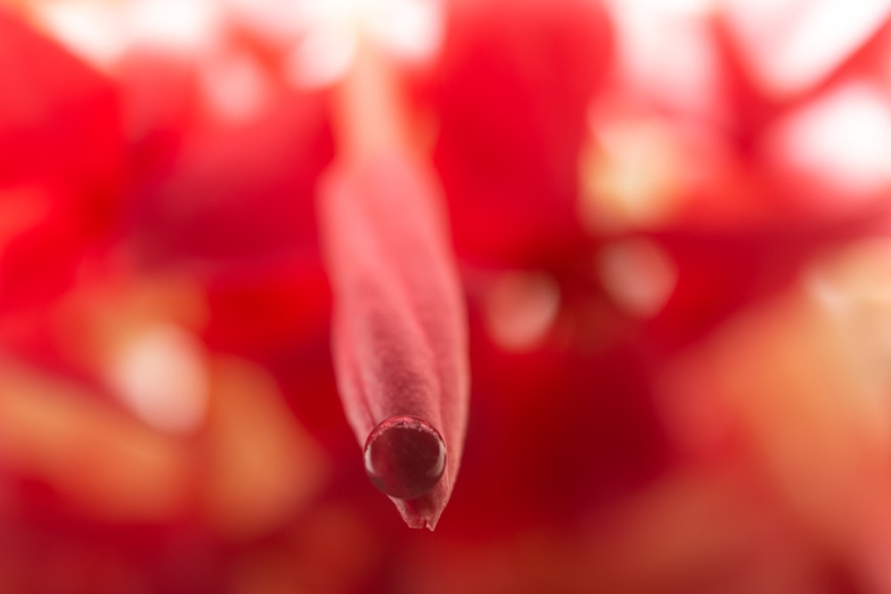 red and white flower bud