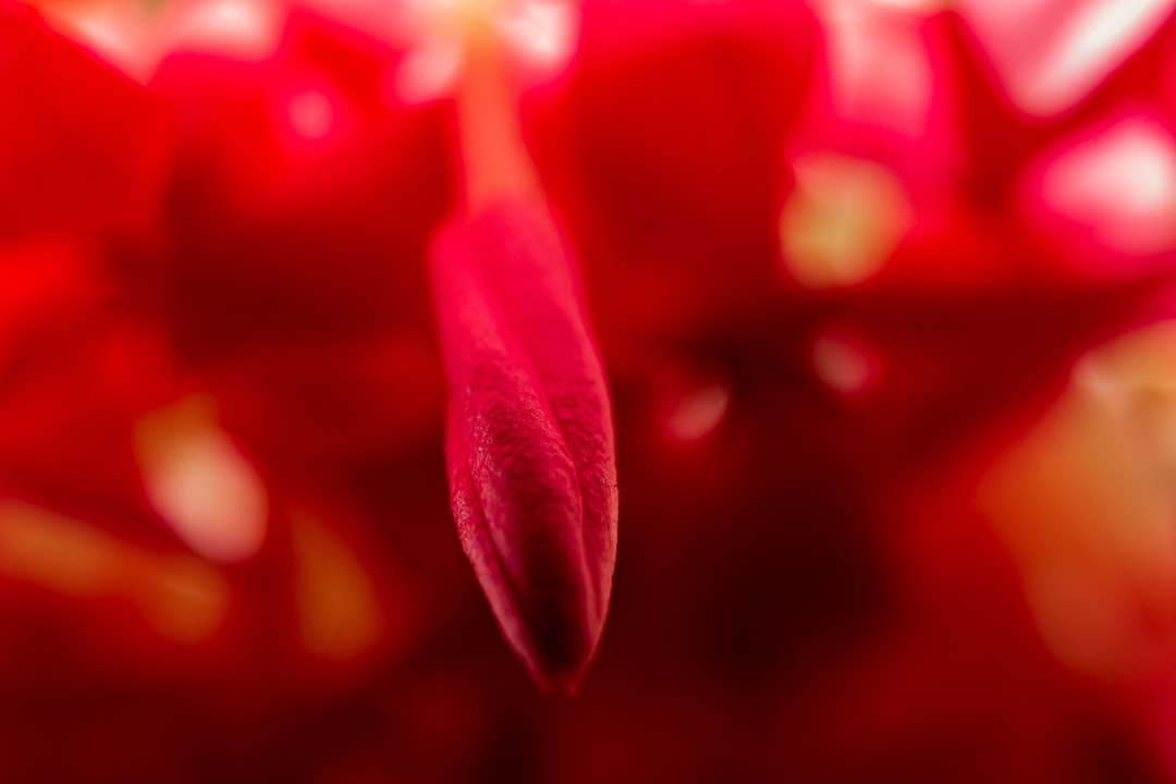 red flower in macro shot