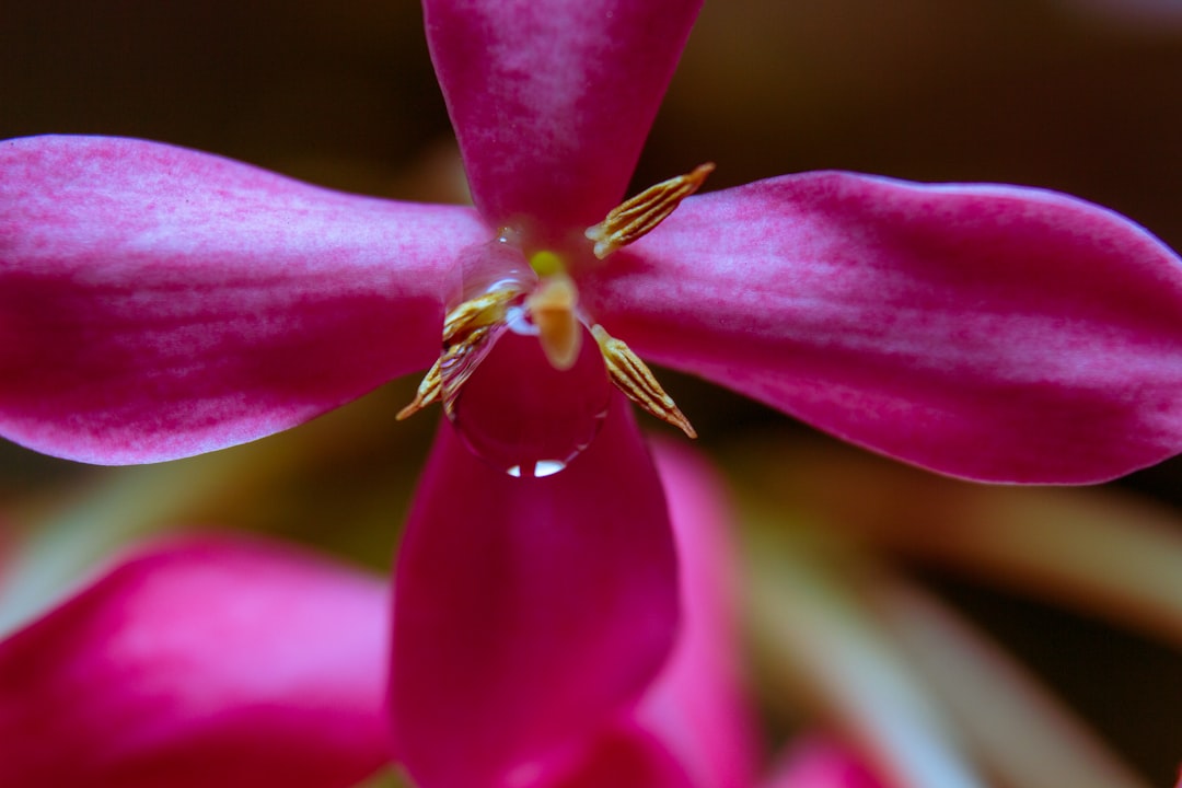 pink flower in macro photography