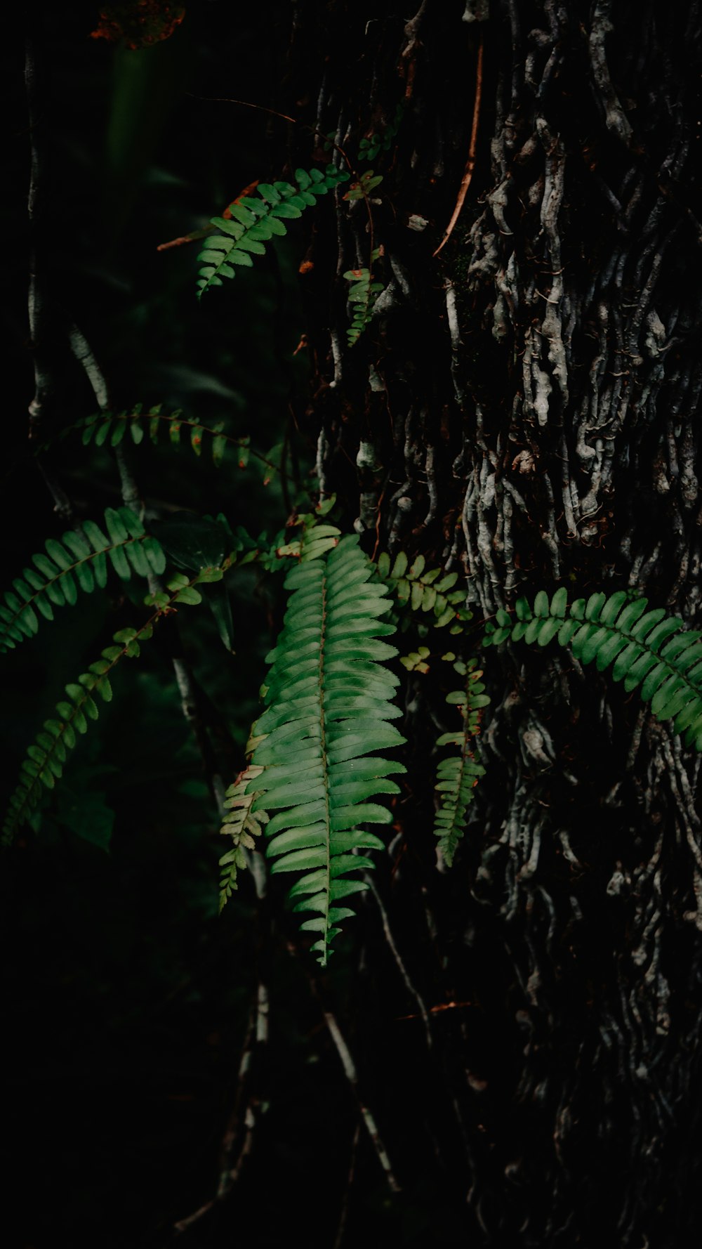 green fern plant on brown tree trunk