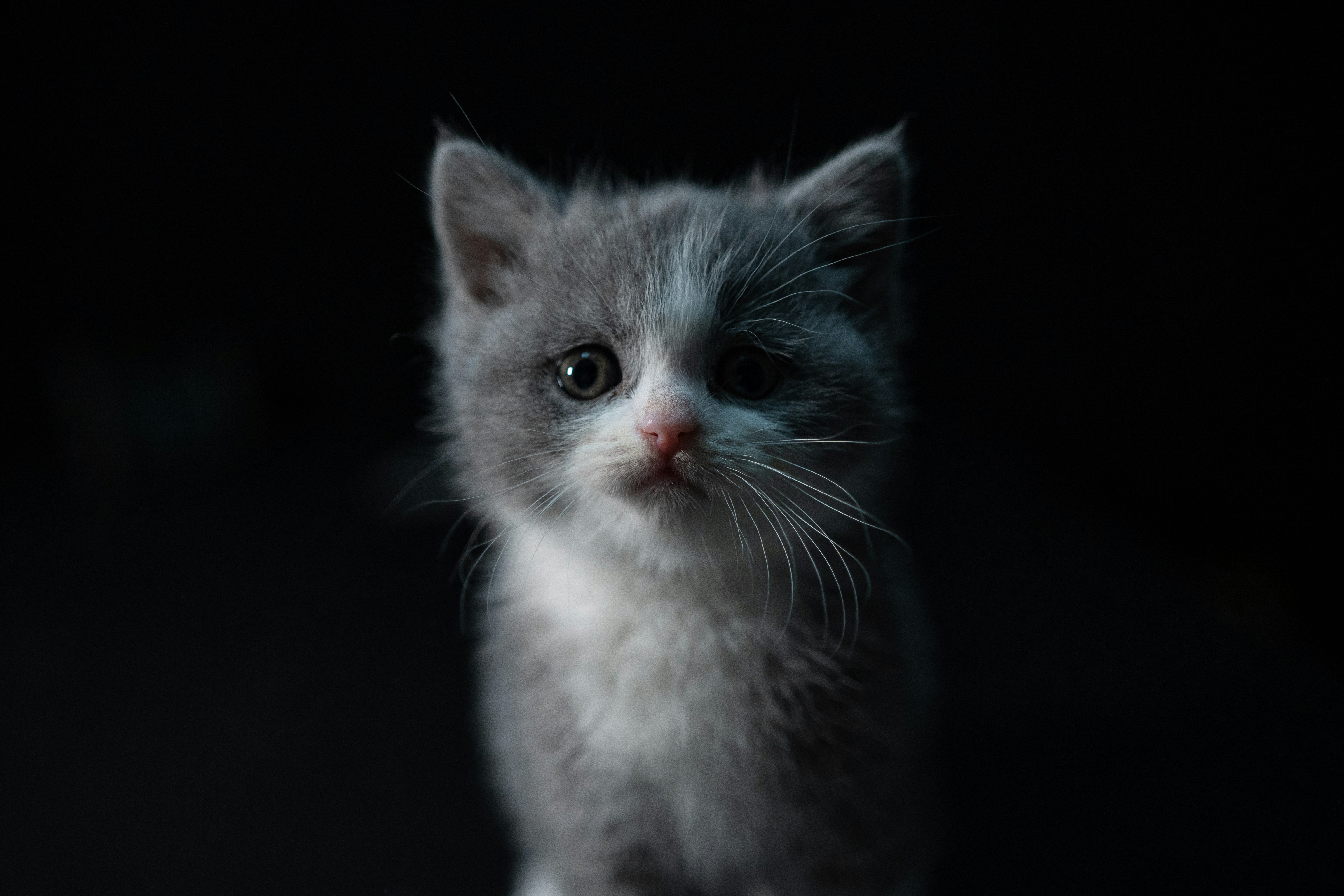 White and gray cat with black background photo – Free Cat Image on Unsplash, image size:3000x2000