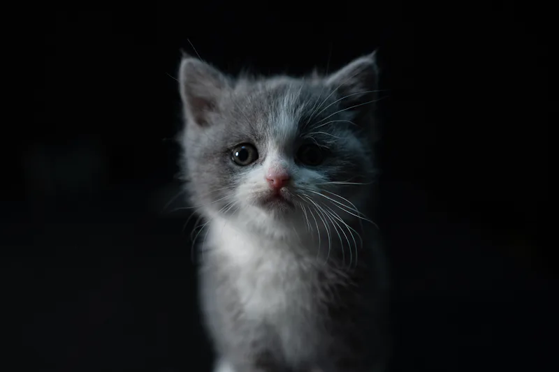 Wise white cat representing elder warrior cat names for senior warrior cat OCs