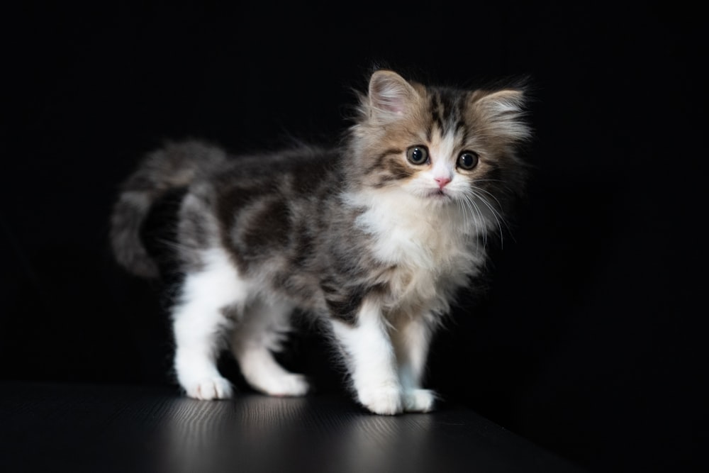 white and brown kitten on black table