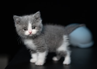 grey and white cat on white surface