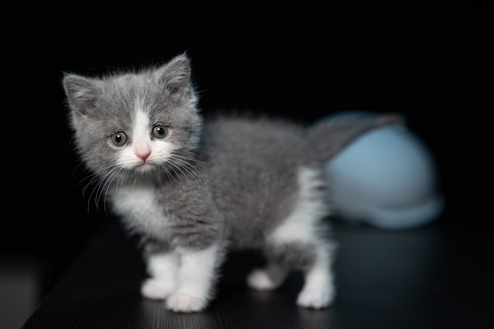 grey and white cat on white surface