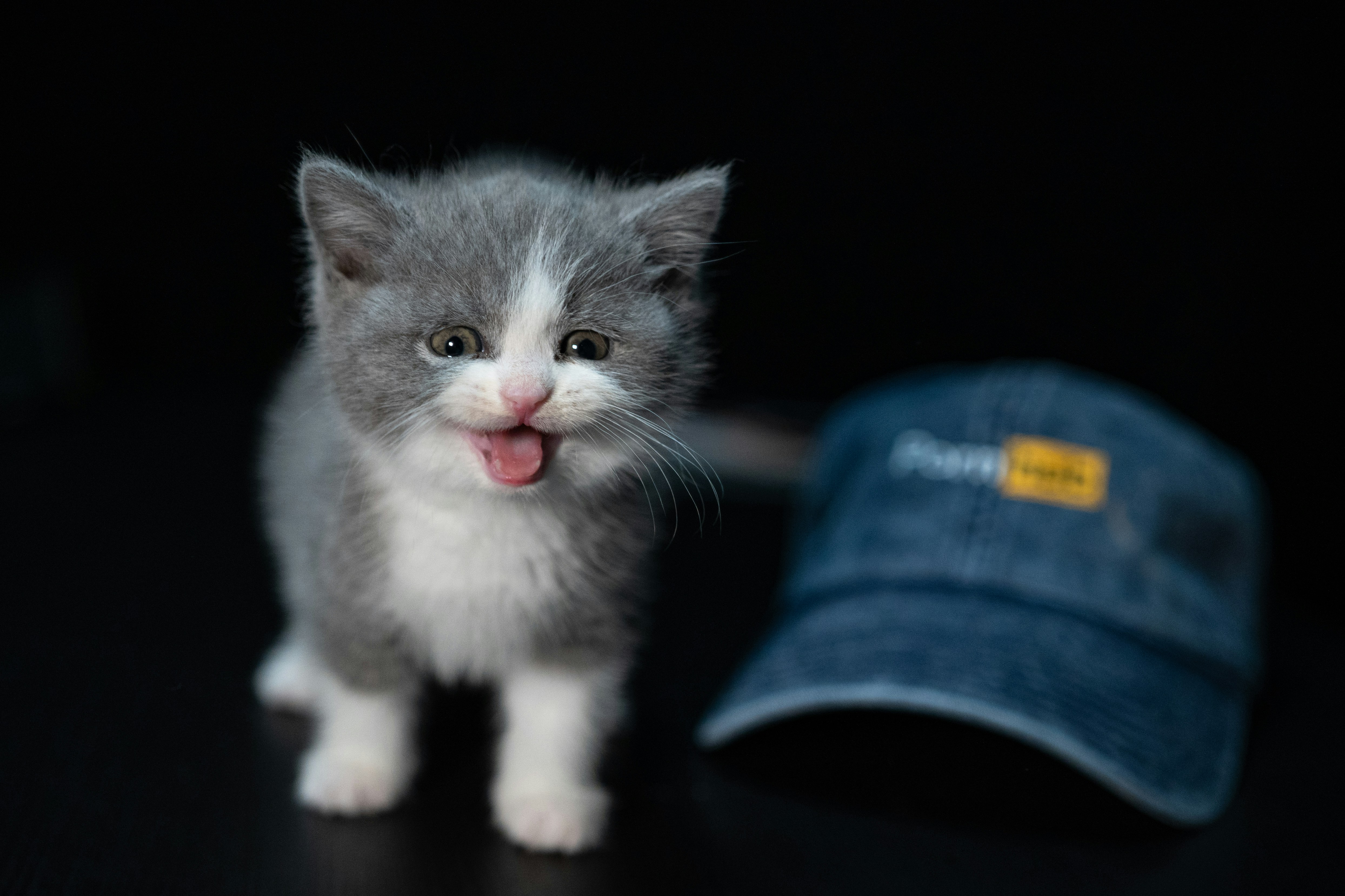 She Chose The Weakest Kitten In The Room  -  And Never Looked Back