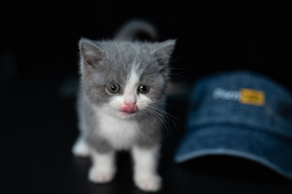 white and gray kitten on blue textile