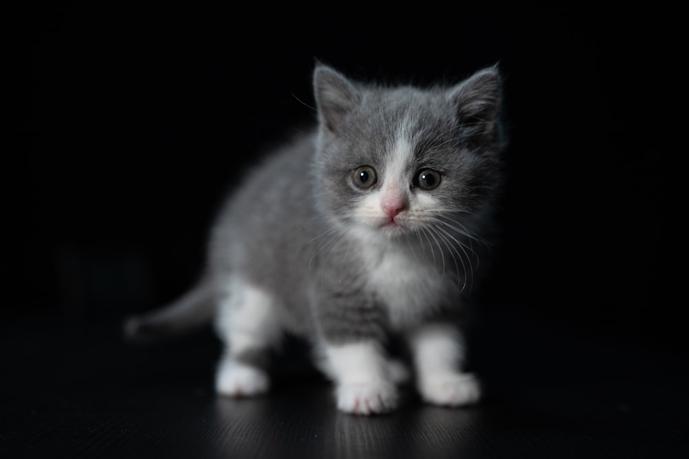 gato de pelaje corto gris y blanco