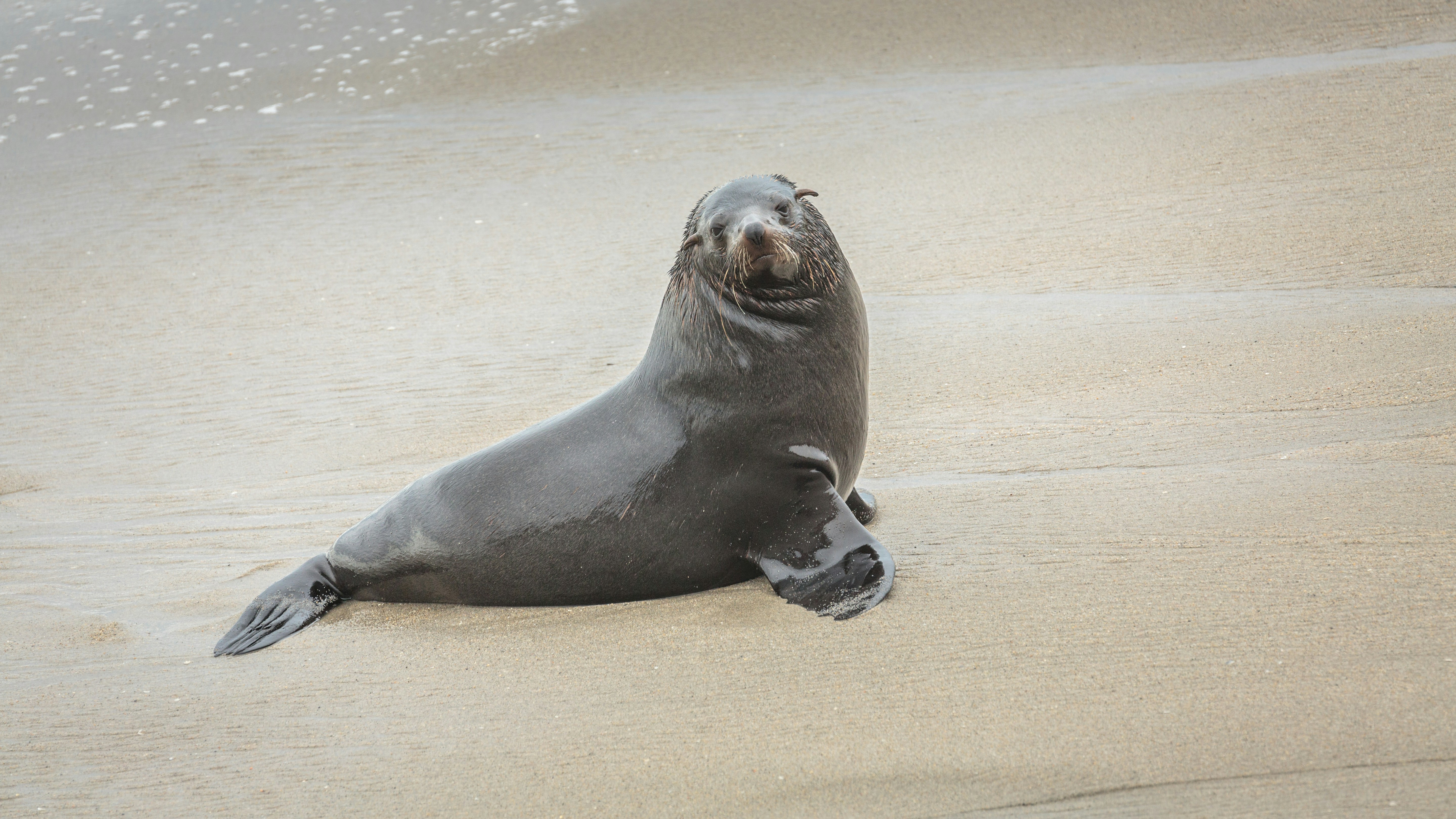 sea lion on brown sand during daytime