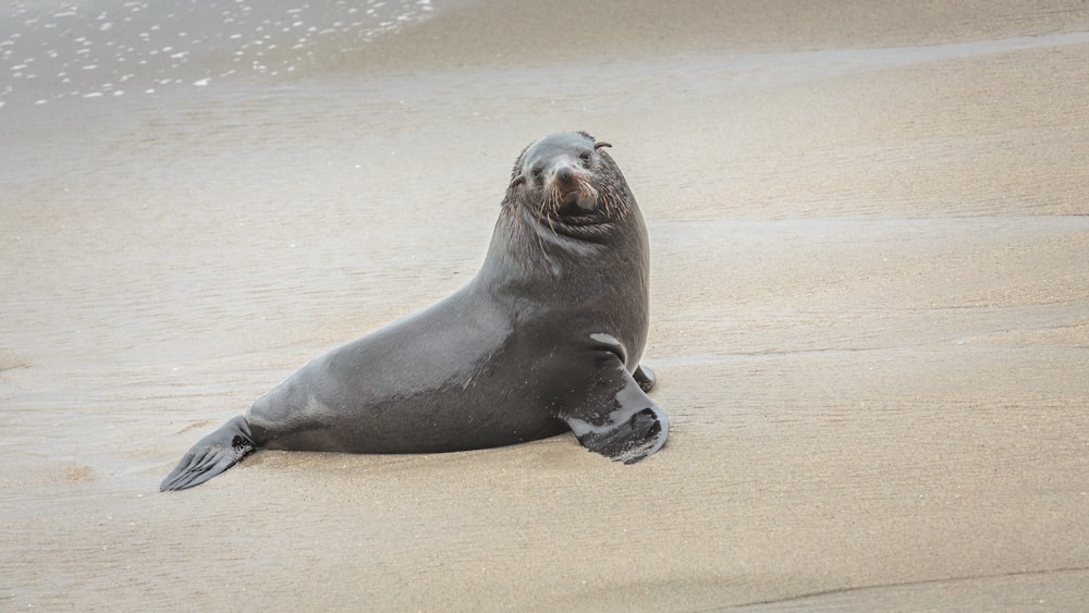 Seelöwe tagsüber auf braunem Sand