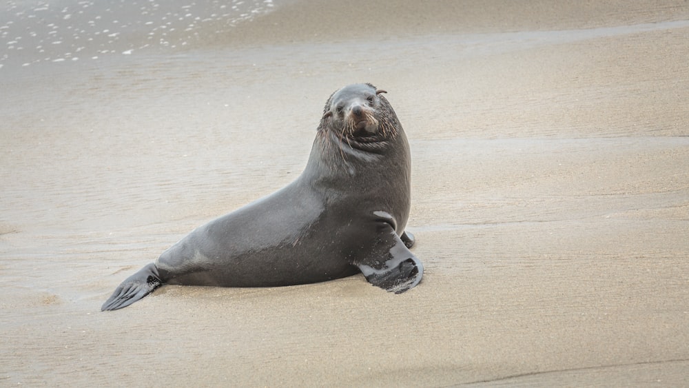 sea lion on brown sand during daytime