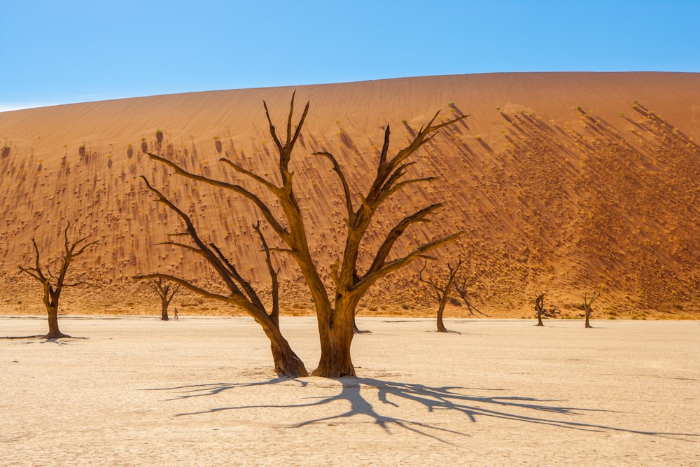 brown leafless tree on white snow covered ground