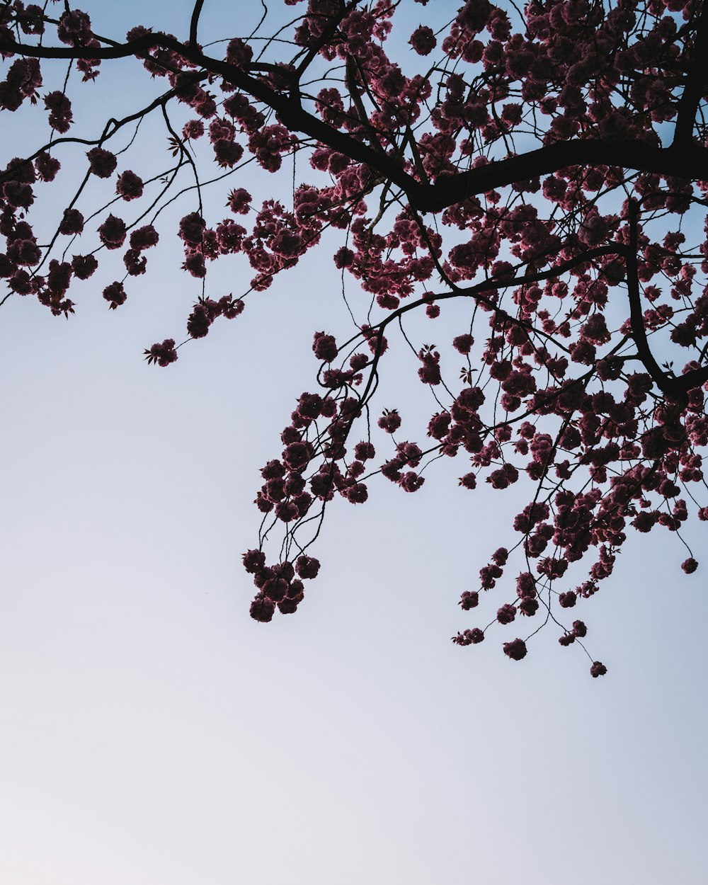 pink cherry blossom tree during daytime