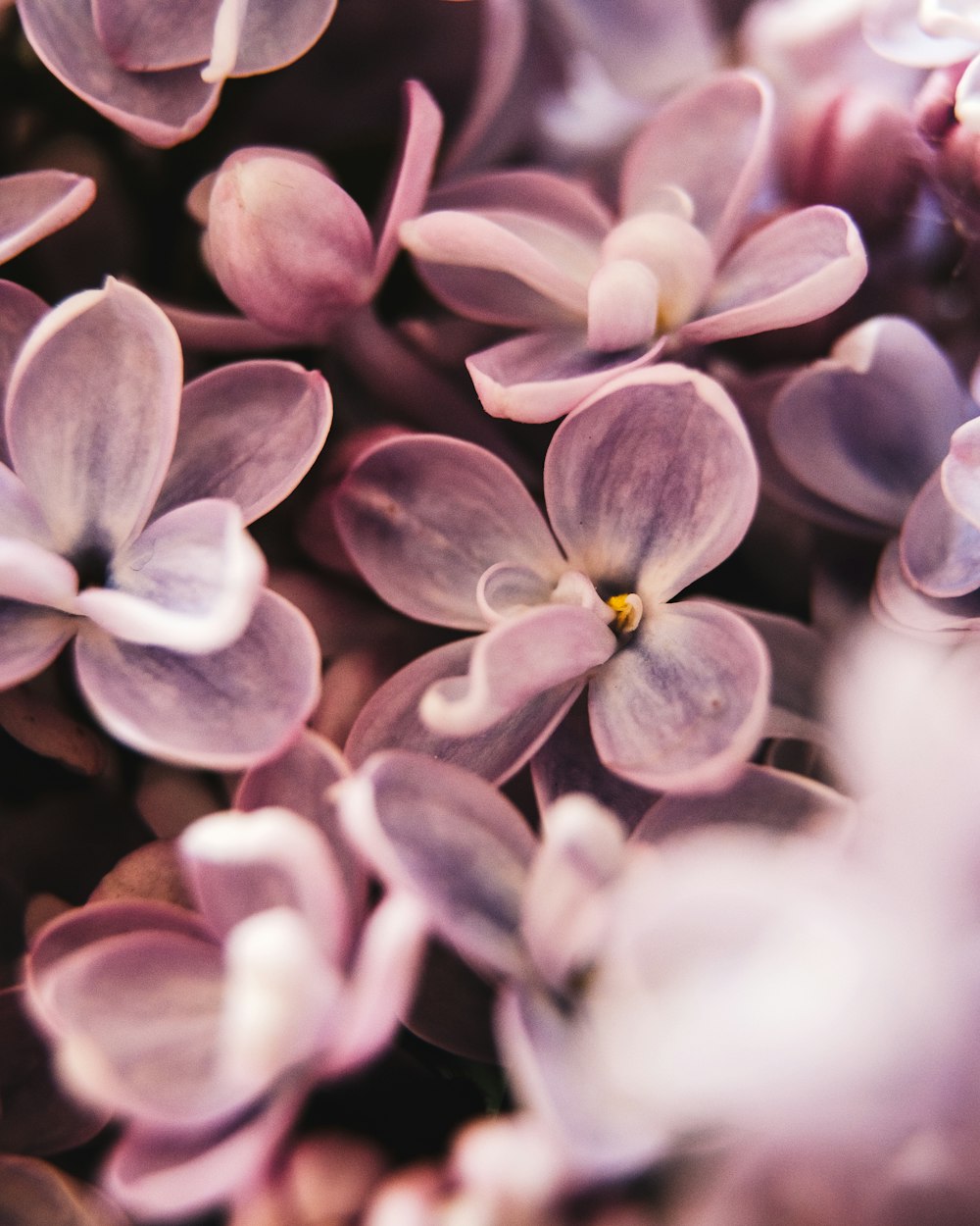 Lila und weiße Blume in Makroaufnahme