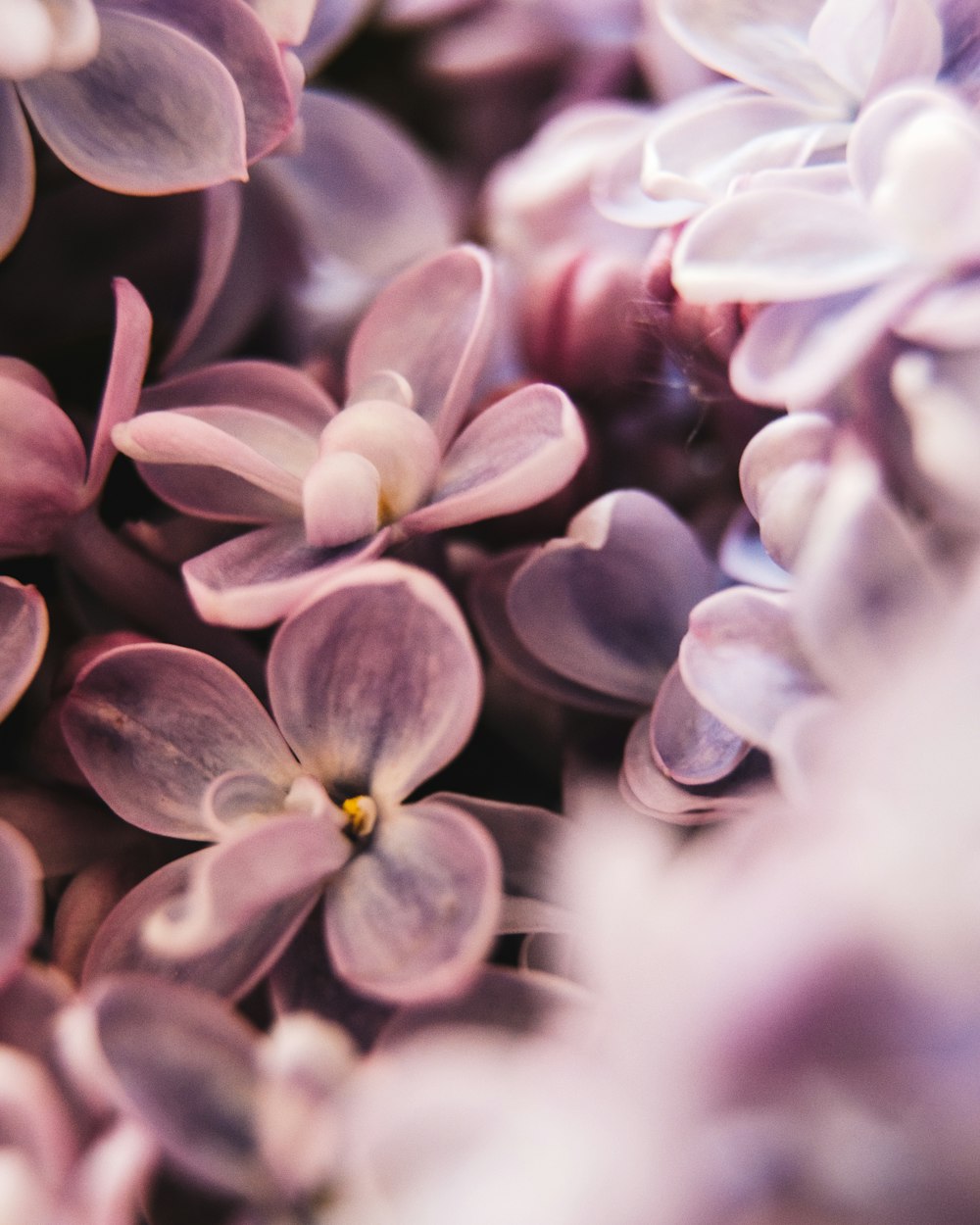 pétalos de flores rosas y blancas