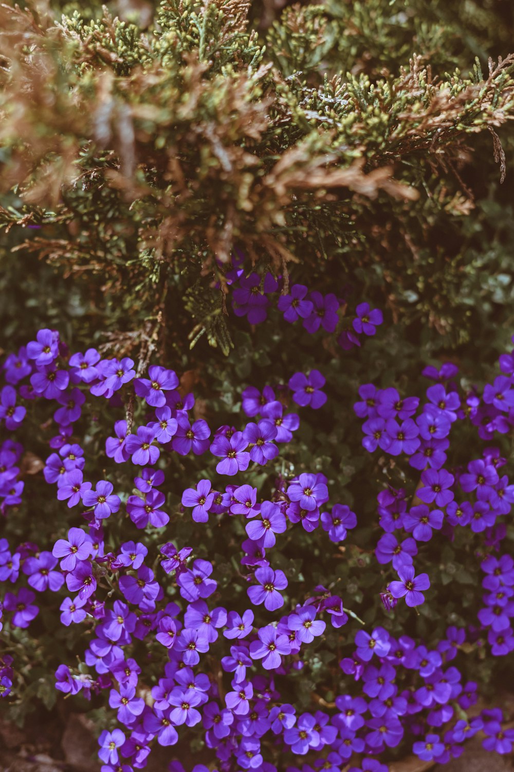 lila Blüten auf braunem Boden