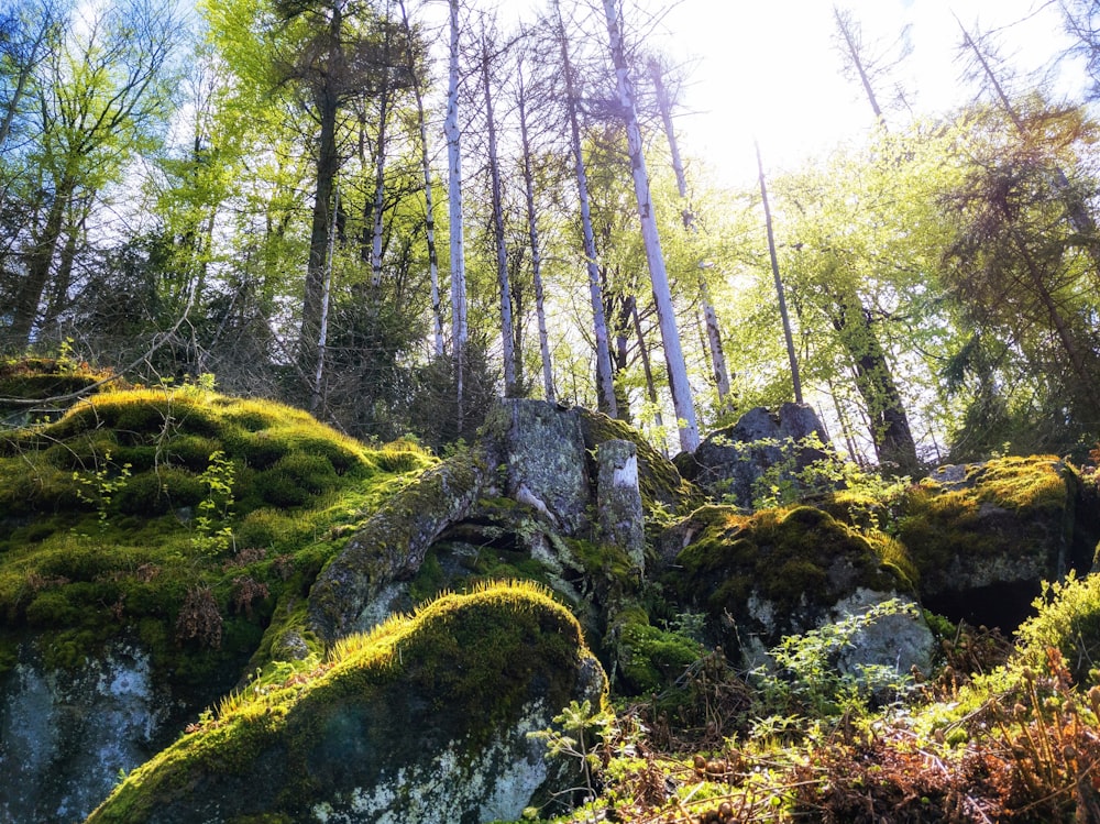 green moss on brown rock