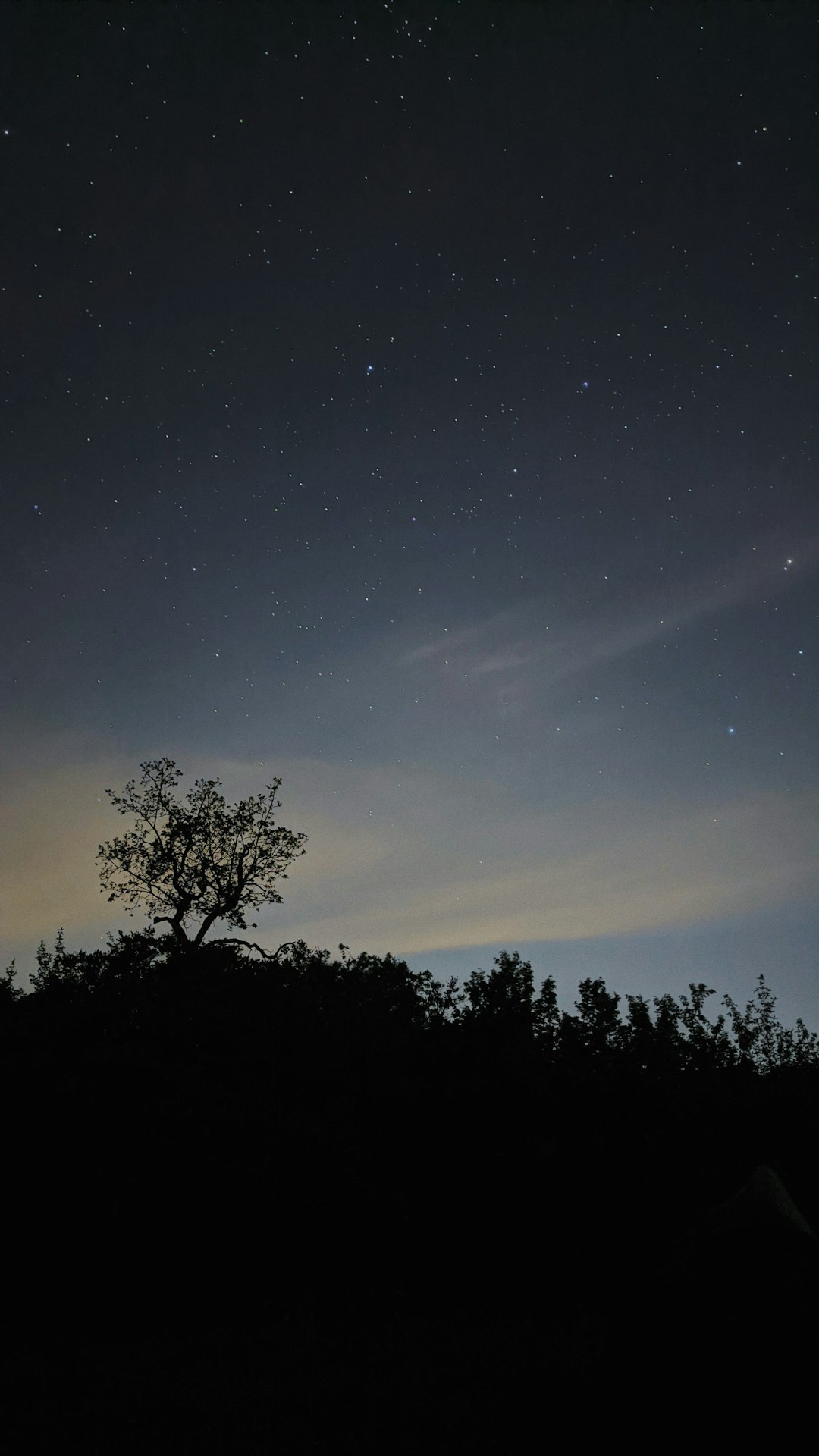 silhouette of trees under blue sky during night time