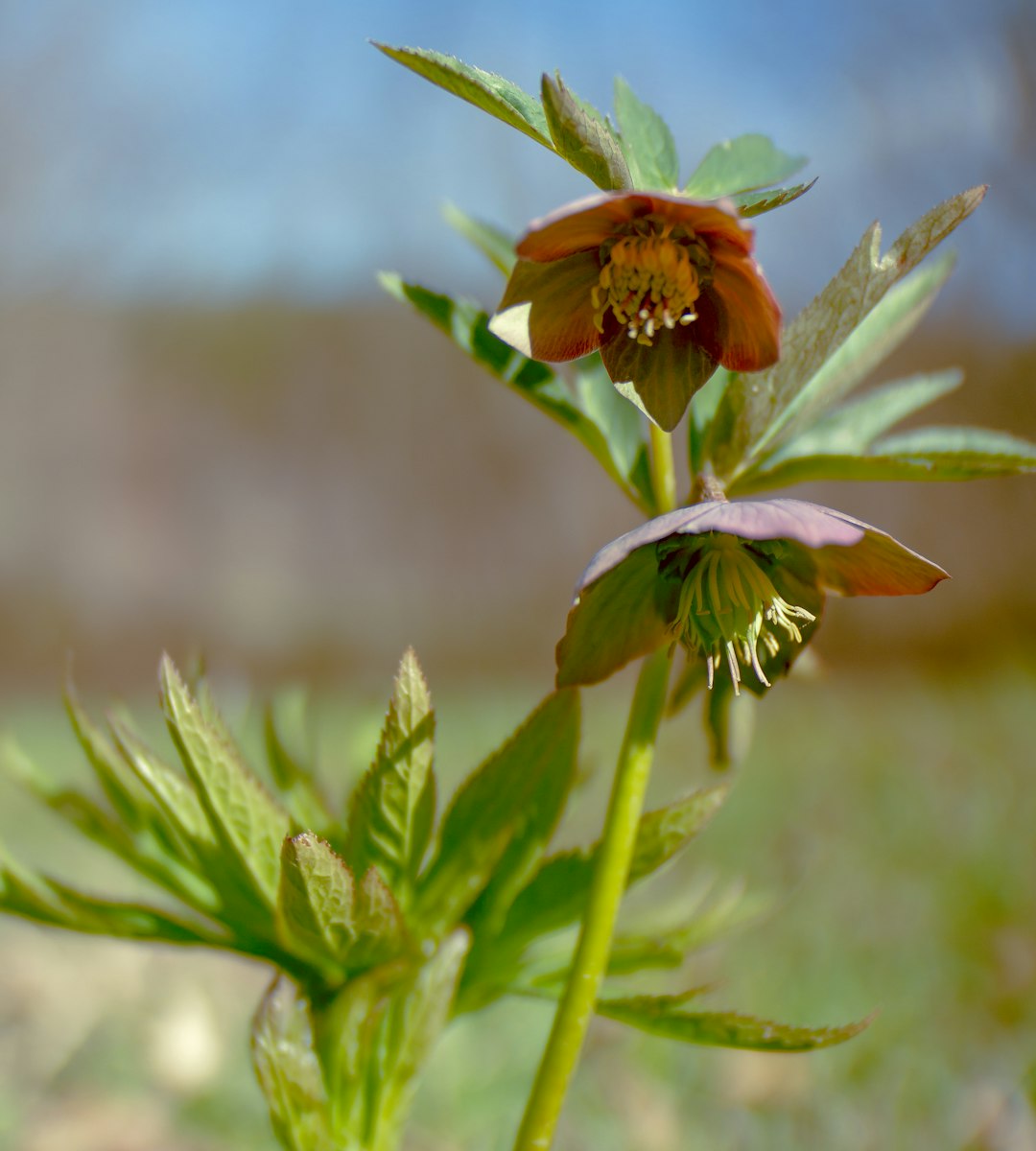 red flower in tilt shift lens