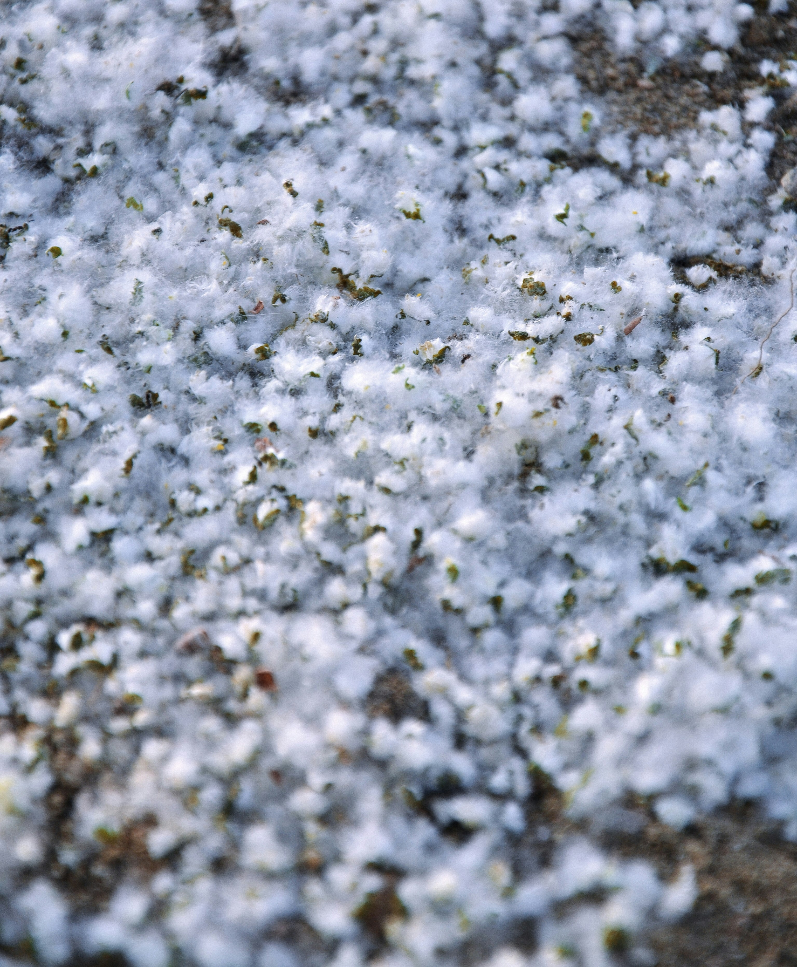 Photo by sergidolcet