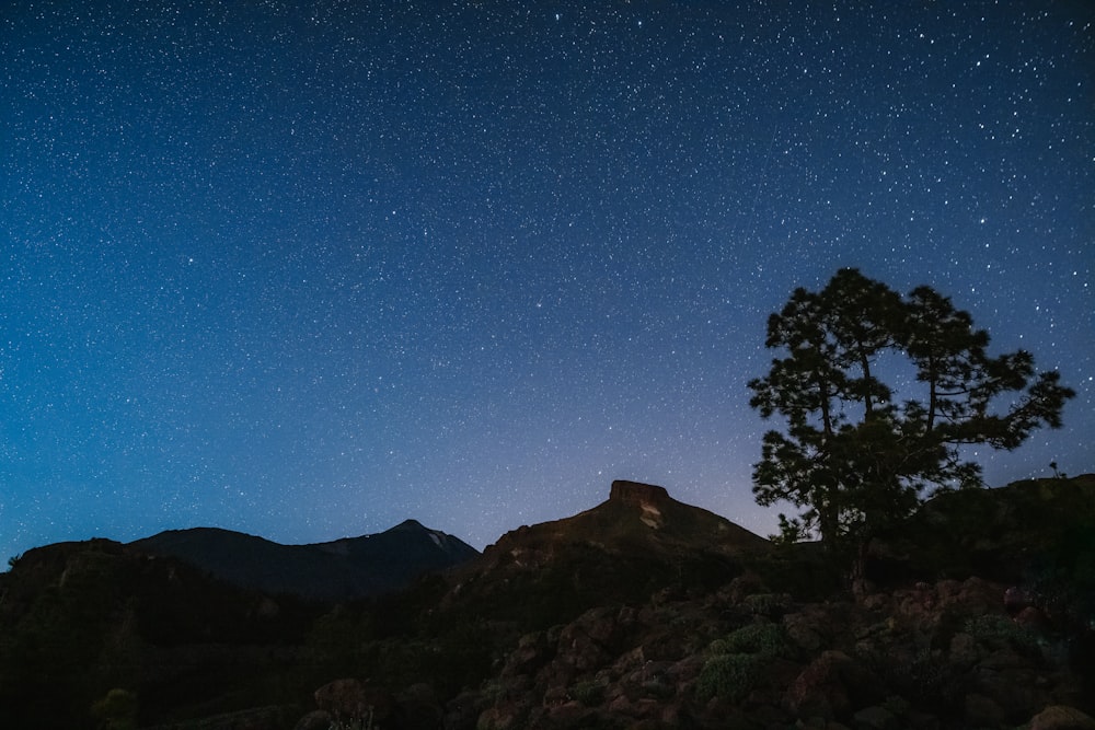 silhouette of trees on mountain under blue sky during night time