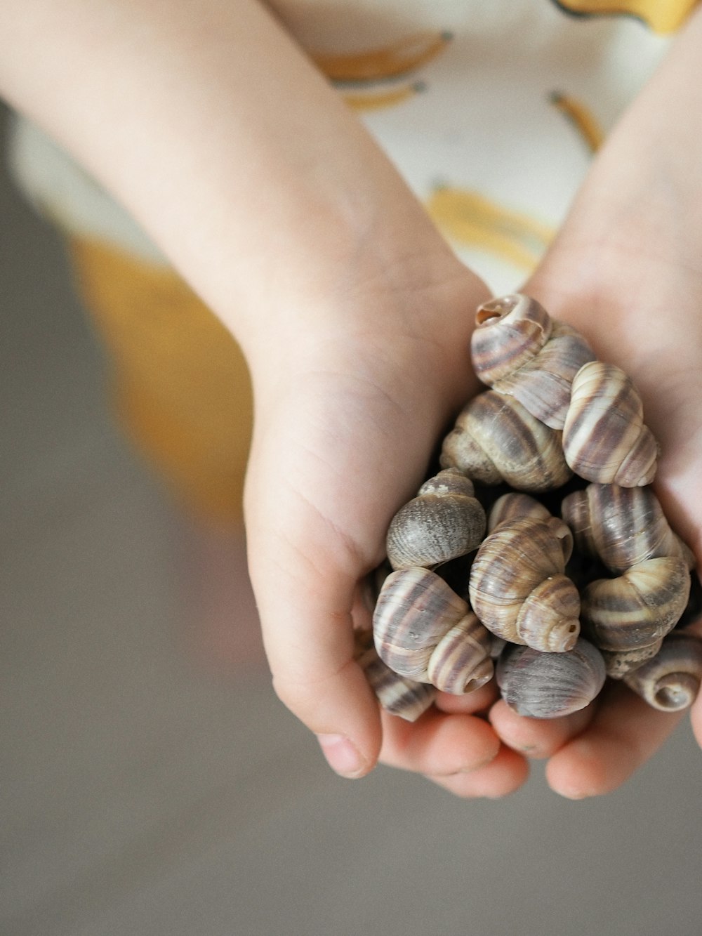 person holding a white and brown seashells