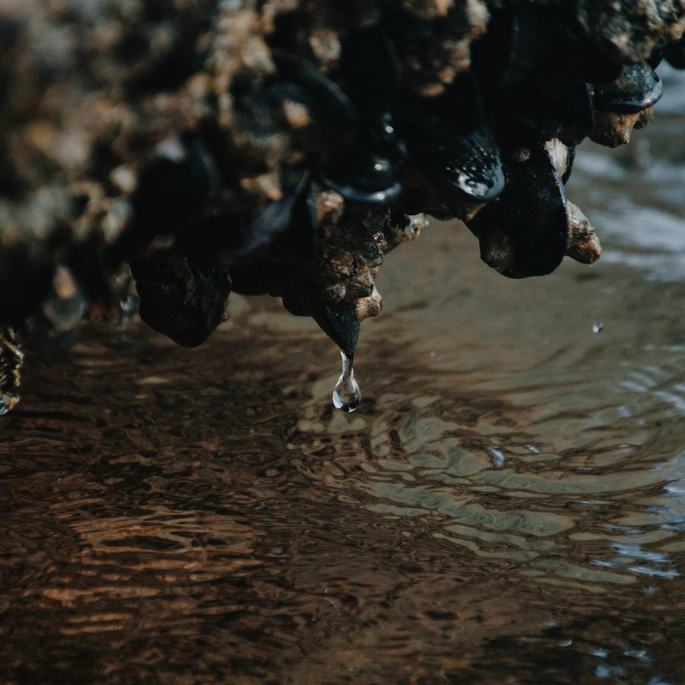 water splash on brown soil