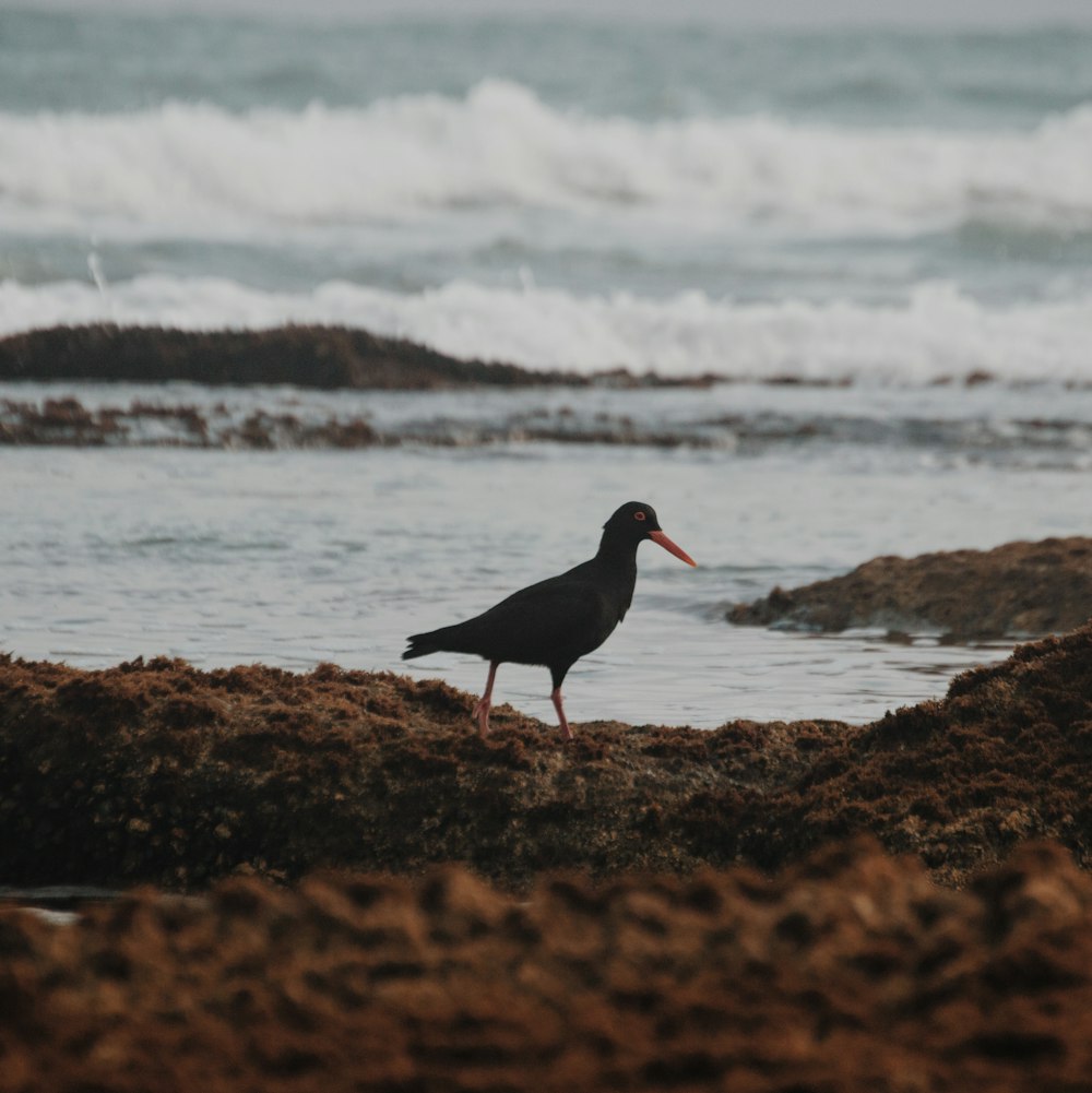 black bird on brown sand near body of water during daytime