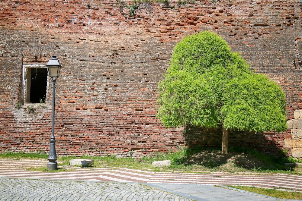green tree on brown brick wall